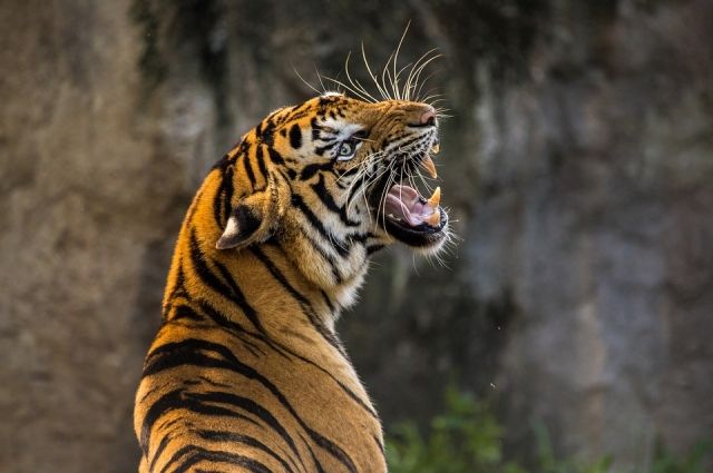 Труп тигра нашли возле поселка Сита Хабаровского края.