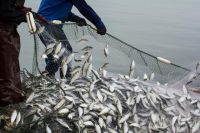 Прибыльный рыбный бизнес – хороший повод, чтобы его захватить?
