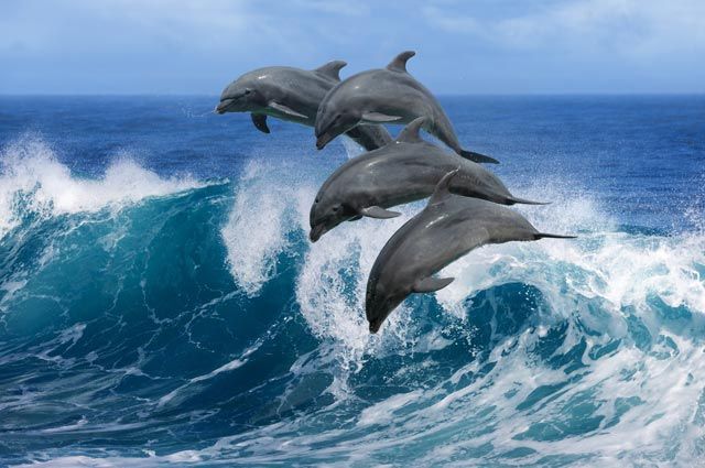 Дельфину нужно побыстрее утолить голод и заняться чем-то другим.