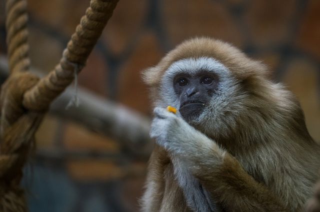 Салехардскую школьницу укусила обезьянка из контактного зоопарка