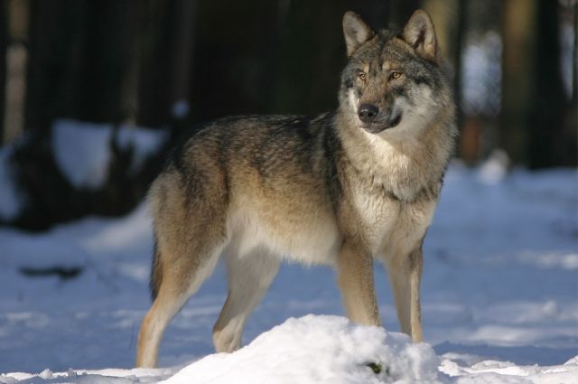 Следы волков чаще стали встречаться у человеческого жилья.