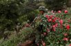 Солдаты уничтожают незаконные посадки опиумного мака в штате Герреро, Мексика.