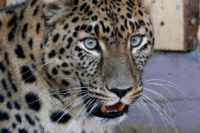 Леопард Кирин умывается и громко мурлыкает словно большая домашняя кошка.