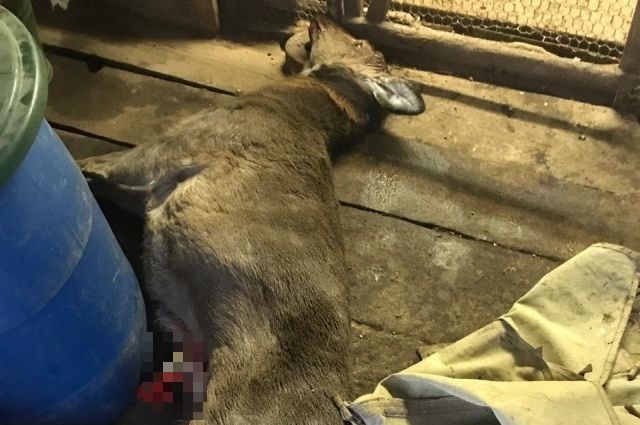 Убитое животное нашли у охотника.