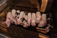 Всего провакцинировно более 11 тысяч свиней в территориях, которые наиболее подвержены распространению ящура.