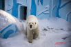 Кому точно зима в радость, так это белым полярным медведям. Зимние температуры — самые комфортные для них.
