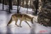 Привыкшие к холодам волки зимуют в своих уличных вольерах.