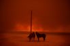 Лошади ждут эвакуации во время лесных пожаров в Малибу, штат Калифорния, США.