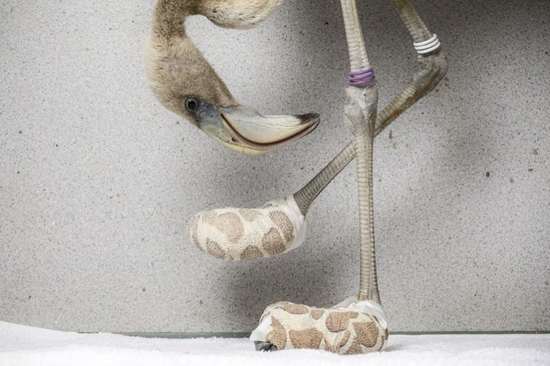 Карибский фламинго в импровизированных носках, созданных для того, чтобы помочь вылечить тяжелые повреждения стопы птицы, Кюрасао.