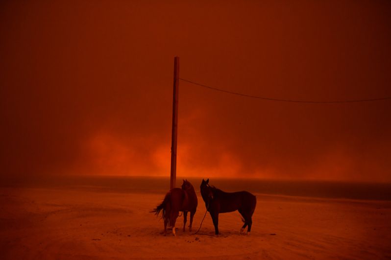 Лошади ждут эвакуации во время лесных пожаров в Малибу, штат Калифорния, США.