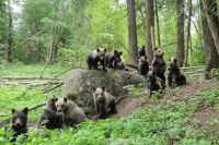 Ежегодно медвежата, оставшиеся без матери, попадают на реабилитацию в Торопецкий район Тверской области