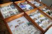 Коллекция тропических бабочек в естественнонаучном отделе.