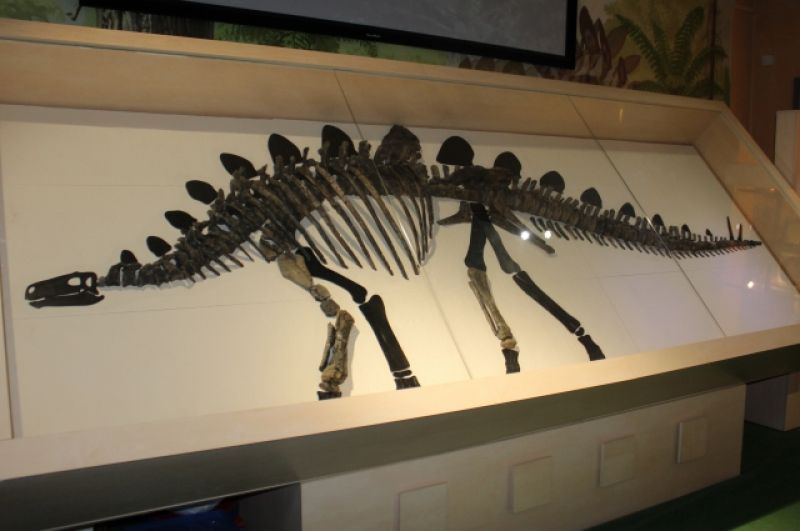 Единственный в России скелет стегозавра. 