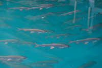 В Тюменской области развивают производство рыбы