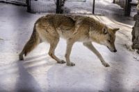 Горожане также жалуются, что уже несколько лет волки терроризируют весь Чердынский район.