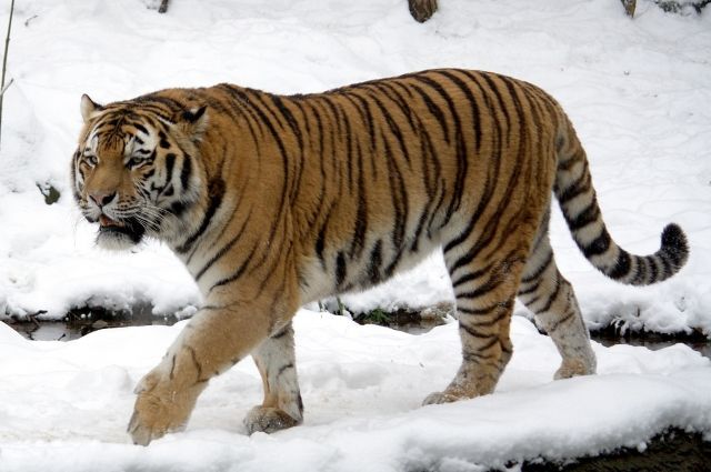 Передача тигра Амура в Краснодар проходит под наблюдением прокурора.