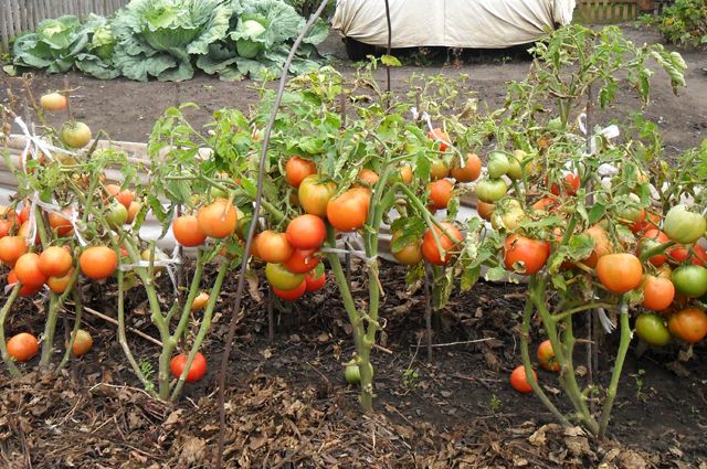 Фото помидоры на даче