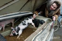 Чрезмерное административное давление — вот такую свинью подкладывают чиновники фермерам. Неудивительно, что фермеров становится всё меньше — дешевле выращивать свинок в личном подсобном хозяйстве.