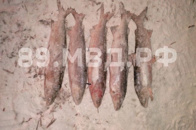 Житель Надымского района отправится под суд за незаконный вылов рыбы