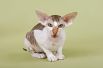 Питерболд. Порода была получена в 1994 году в Санкт-Петербурге (отсюда и название) в результате экспериментальной вязки донского сфинкса и ориентальной кошки. Питерболды имеют характерную длинную морду и большие, разведенные в стороны уши.