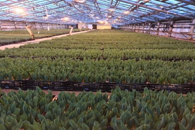 В садовом центре Ноябрьска выращивают более 30 сортов тюльпанов