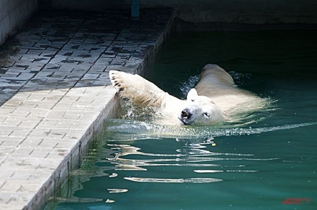 Белые медведи любят плавать в воде.