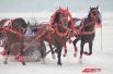Конный спорт в Иркутске активно развивается, пользуясь популярностью у иркутян, и получает поддержку от муниципальных властей.