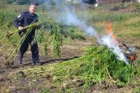 Жителя поселка в Хабаровском крае осудили за хранение конопли.
