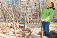 Родителям новорождённых москвичей предложат посадить деревья.