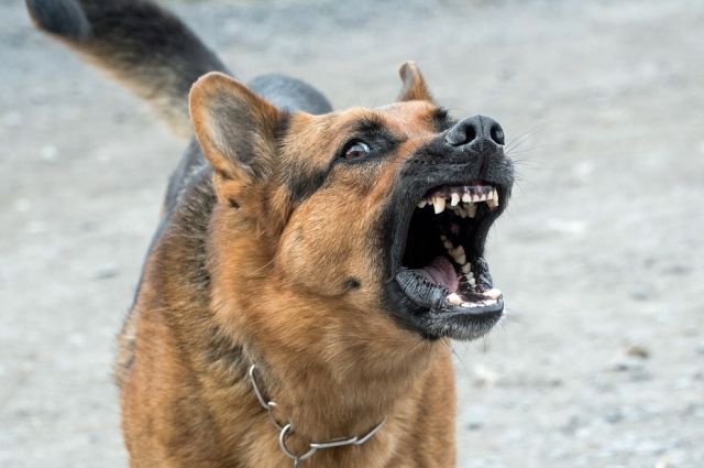 Стая бродячих собак напала на детей в Комсомольске.