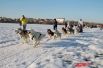 Гонки на собачьих упряжках «Baikal Race» проходят в рамках XVI Международного фестиваля зимних игр на Байкале «Зимниада – 2019» со 2 по 4 марта.