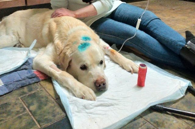Сейчас восьмилетний Лавруша (так назвали лабрадора) находится на передержке. Благодаря лечению в ветклинике, собака пошла на поправку. 