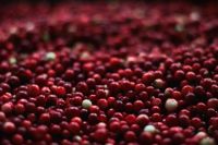 Четыре тонны тюменских ягод отправили в Казахстан