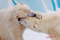 Еще в декабре у главных знаменитостей Новосибирского зоопарка, медведей Кая и Герды, родились два медвежонка.