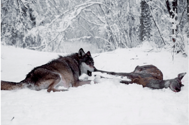 Волки объявились в Комсомольском заповеднике.