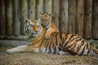 Тигрица с тигрятами попала в объектив фотоловушки в Хабаровском крае.