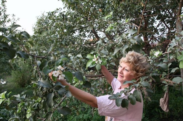 В центре Челябинска планируется высаживать красиво цветущие плодовые деревья. 