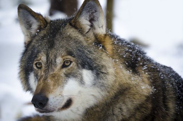 Всего в этом году в республике планируется отстрелять сто особей волков.