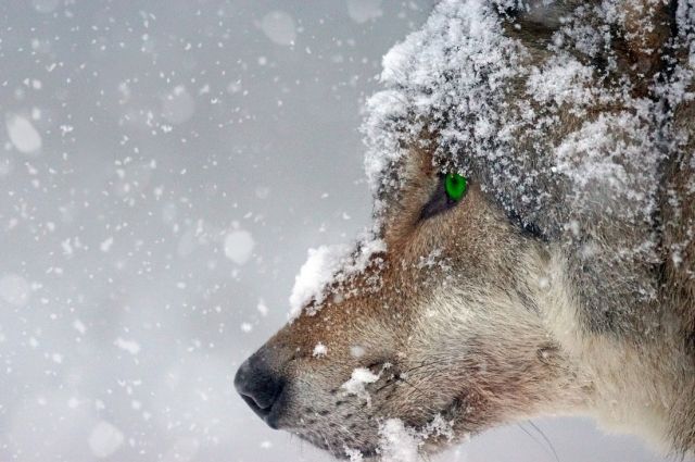 С начала 2019 года охотники уничтожили шесть волков. 