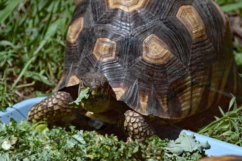 Мадагаскарская клювогрудая черепаха. Из-за нелегального отлова для продажи эти черепахи считаются из самых одним из «уязвимых» видов животных в мире.