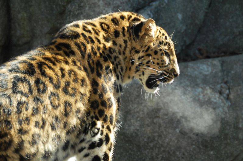 Дальневосточный леопард. Это самый редкий из подвидов леопарда: по данным 2017 года, в дикой природе в России сохранилось 87 особей на территории национального парка «Земля леопарда» и от 8 до 12 в Китае.