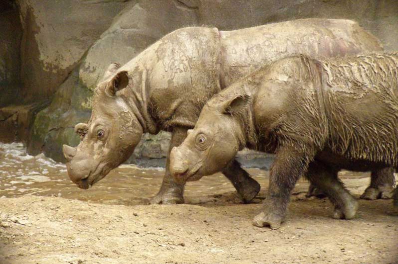 Суматранский носорог. До вмешательства человека суматранские носороги были многочисленны во всей Юго-Восточной Азии. В настоящее время популяция насчитывает менее 250 особей.