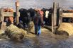 Фермер пытается защитить коров от поднявшейся вода, Миллиган, Небраска.