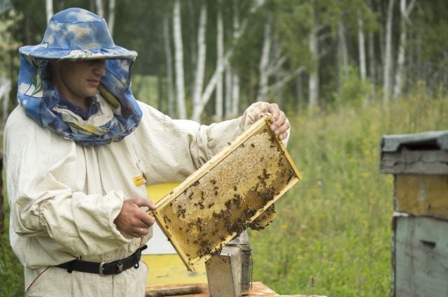 Сегодня в России подготовки пчеловодов нет.