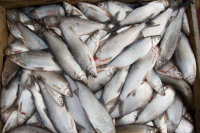 В Тазовском районе браконьеры выловили рыбу на 1 млн рублей