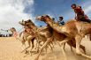 Гонка на верблюдах в пустыне Сарабий в Египте. Большинство жокеев — дети.
