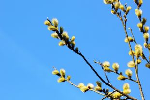 25 марта: праздник в Украине, день ангела, предписания народного календаря