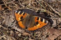 При наступлении морозы бабочка может вновь уснуть. 