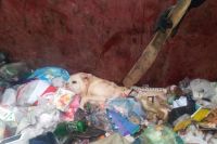 Умирающего лабрадора нашли в мусорном баке. Собака была придавлена диваном.