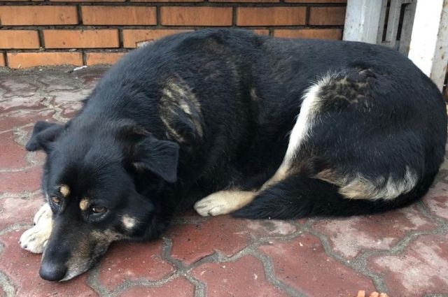 Собаку Сгущенку, у которой внезапно умерла хозяйка, прозвали курской Хатико.